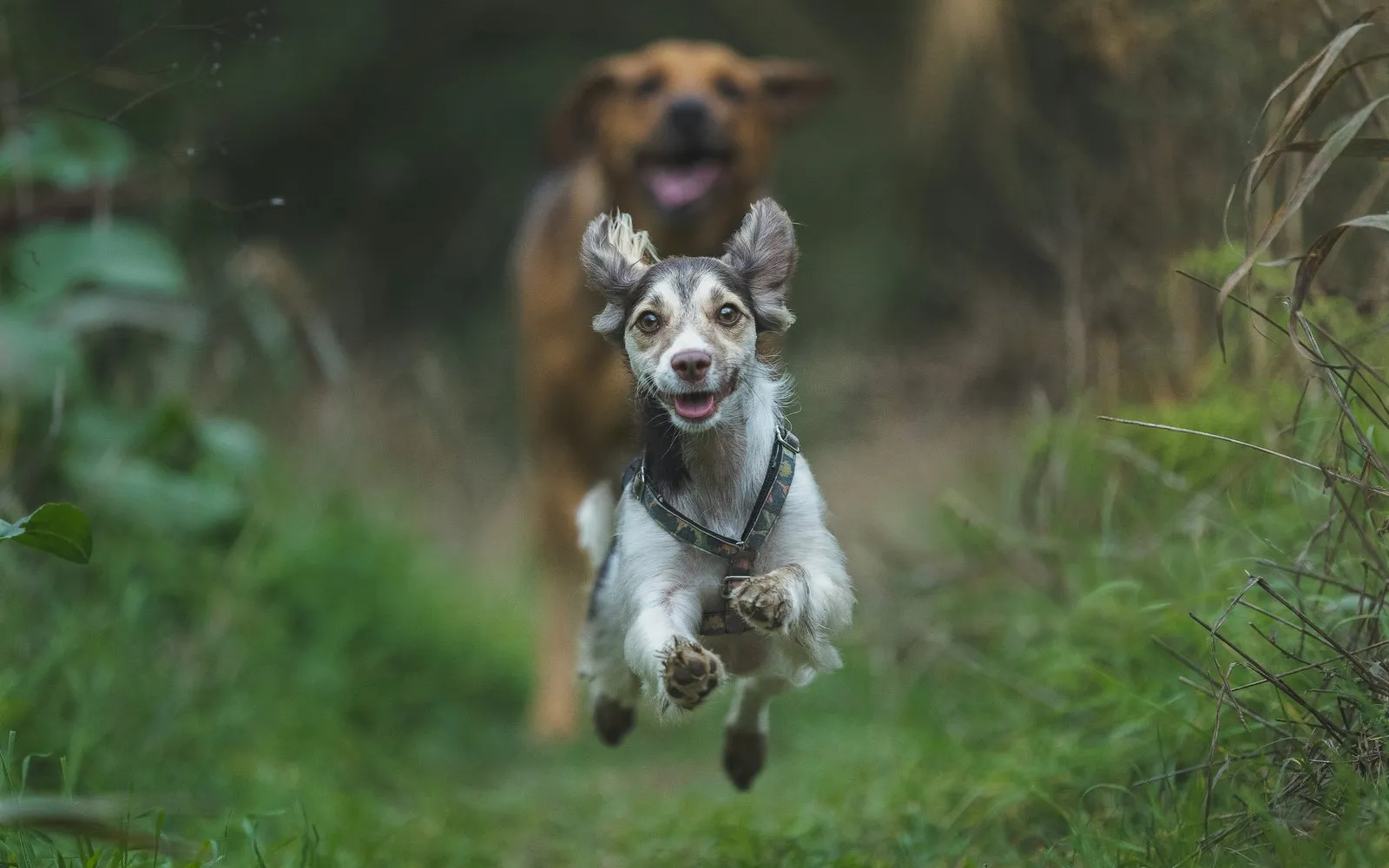 Two dogs run one after another across a meadow toward the camera