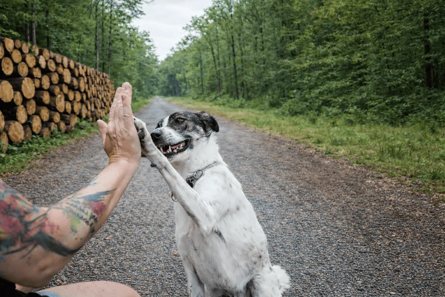 Dog gives a high five