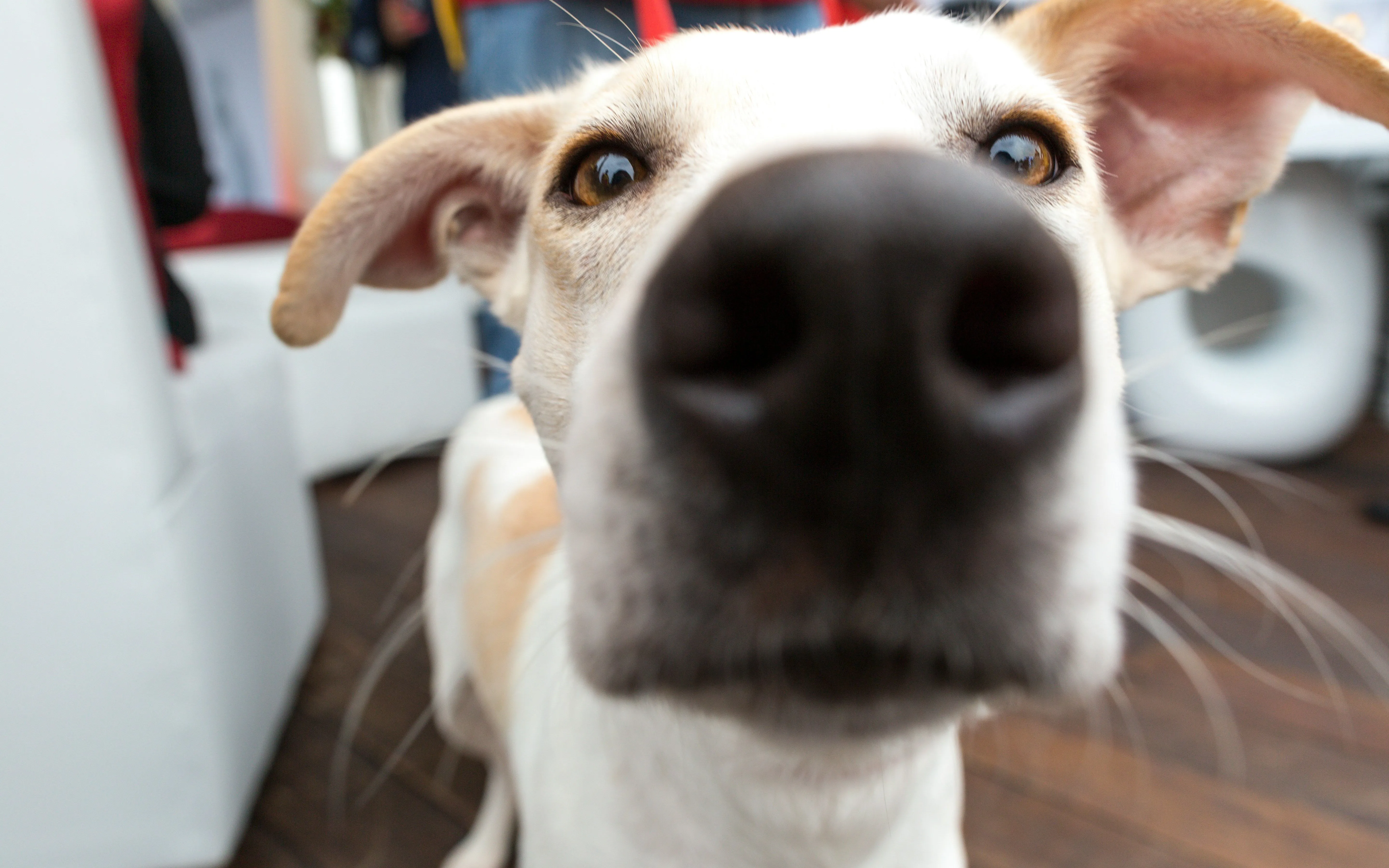 Dog curiously pokes its nose close to the camera