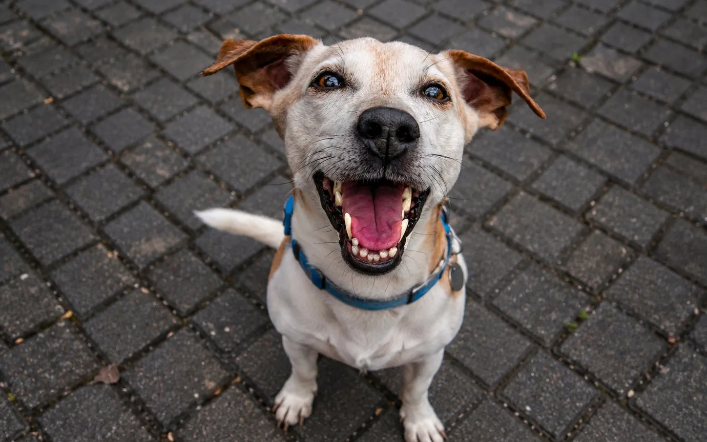 Fröhlicher Hund mit heraushängender Zunge schaut nah in die Kamera