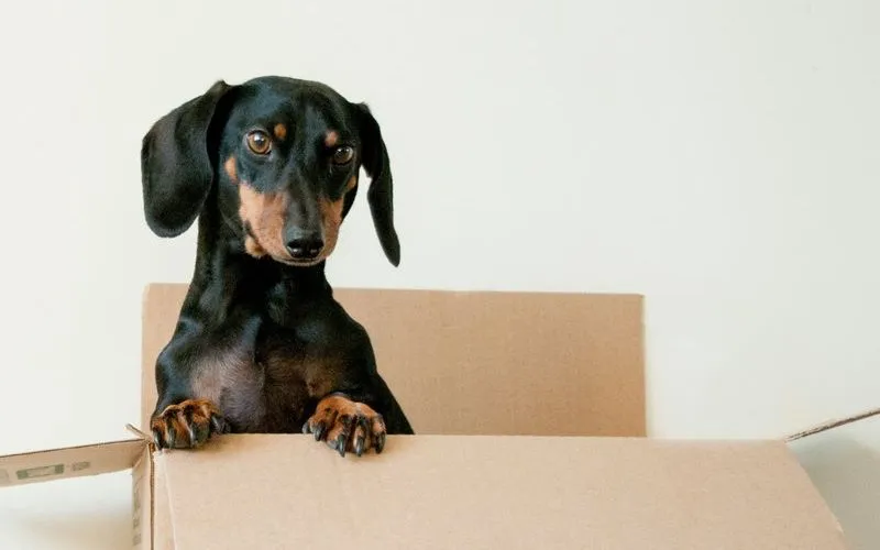 Dachshund peeking out of a moving box