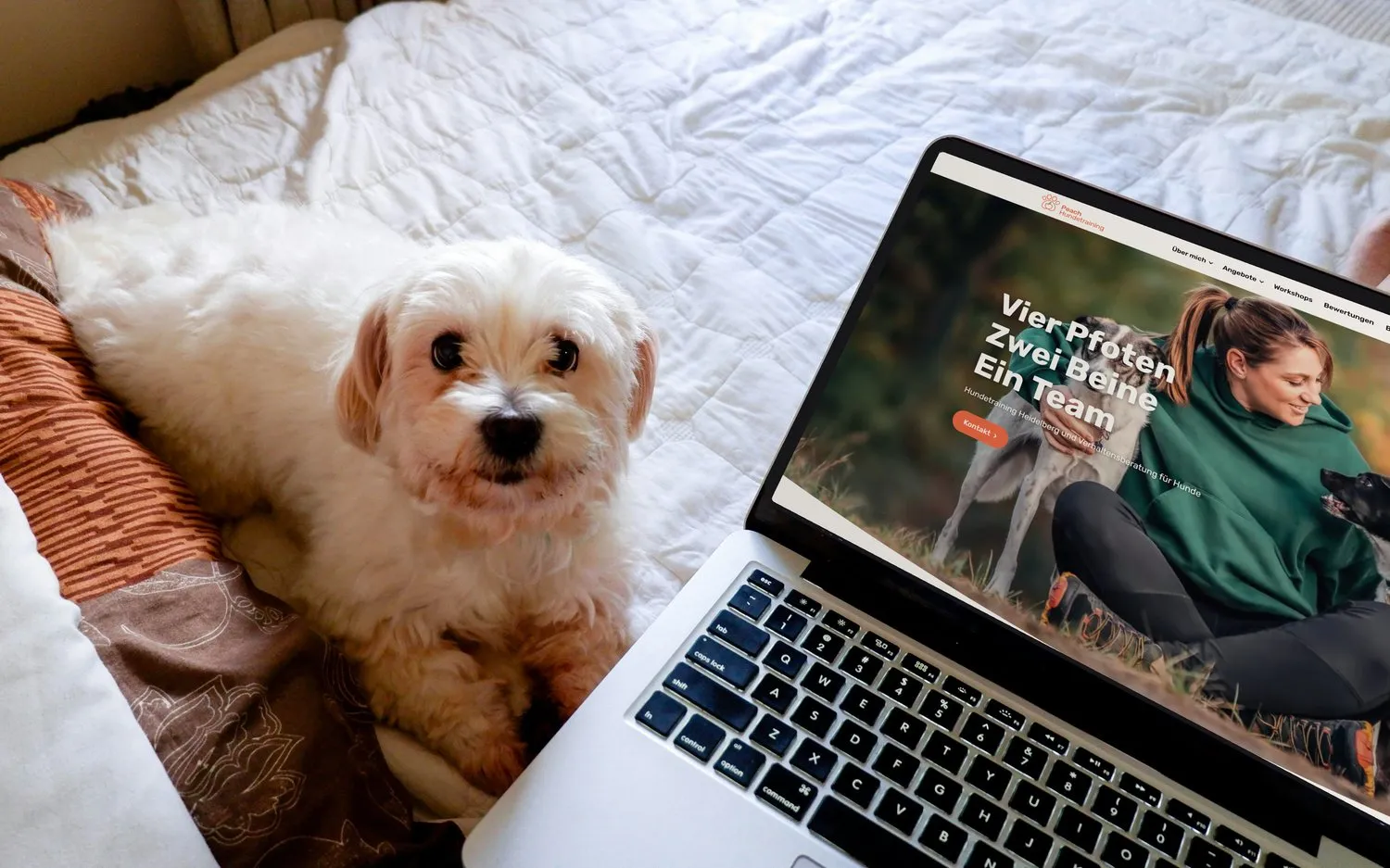 Hund liegt neben einem aufgeklappten Laptop auf einem Holztisch