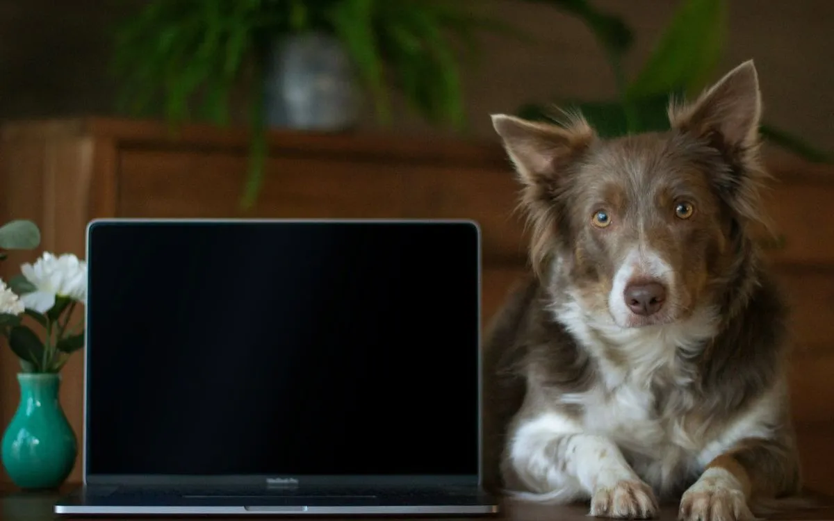 Dog lies next to an open laptop on a wooden table