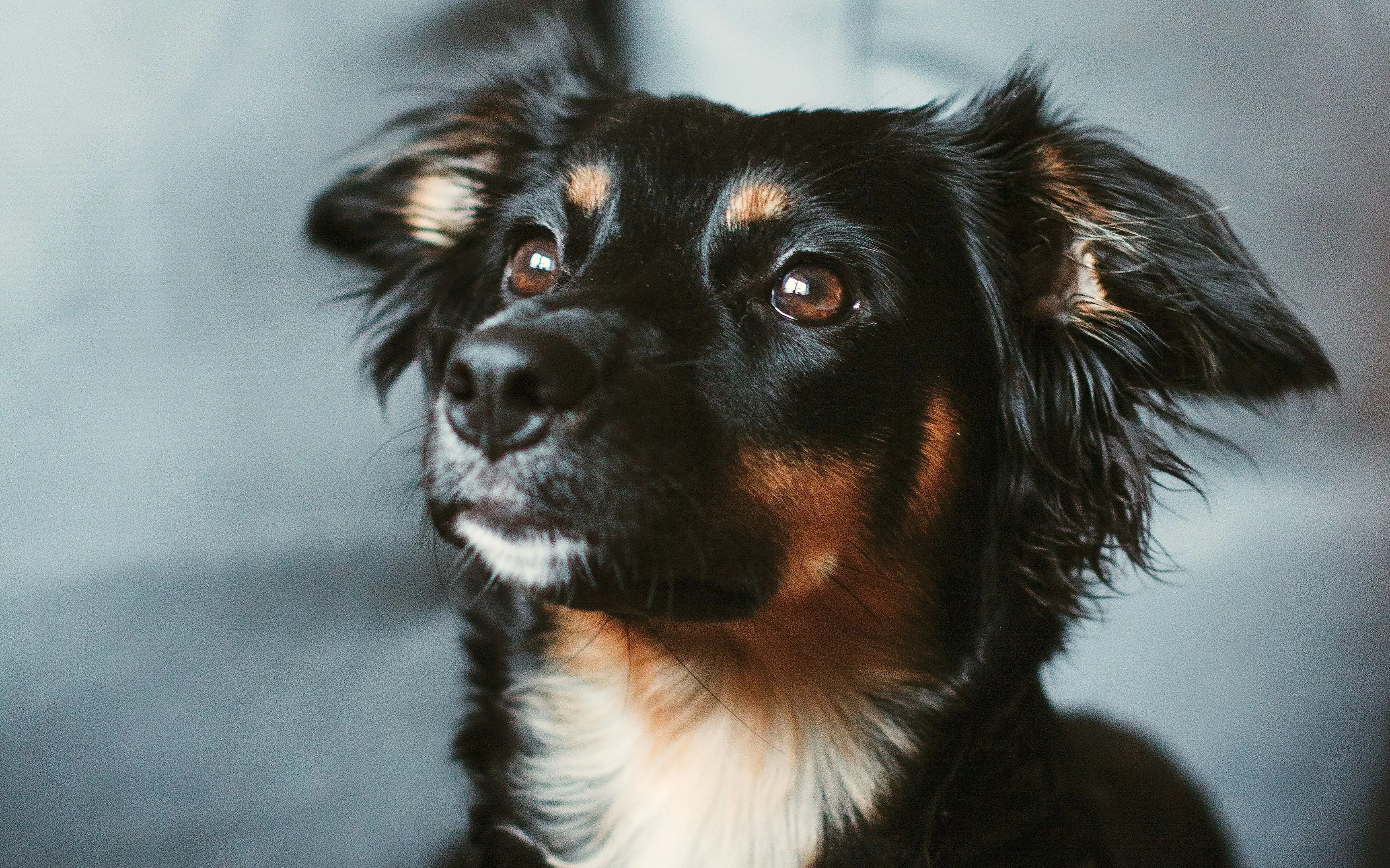 Dog lies relaxed on a sofa, looking attentively at its person