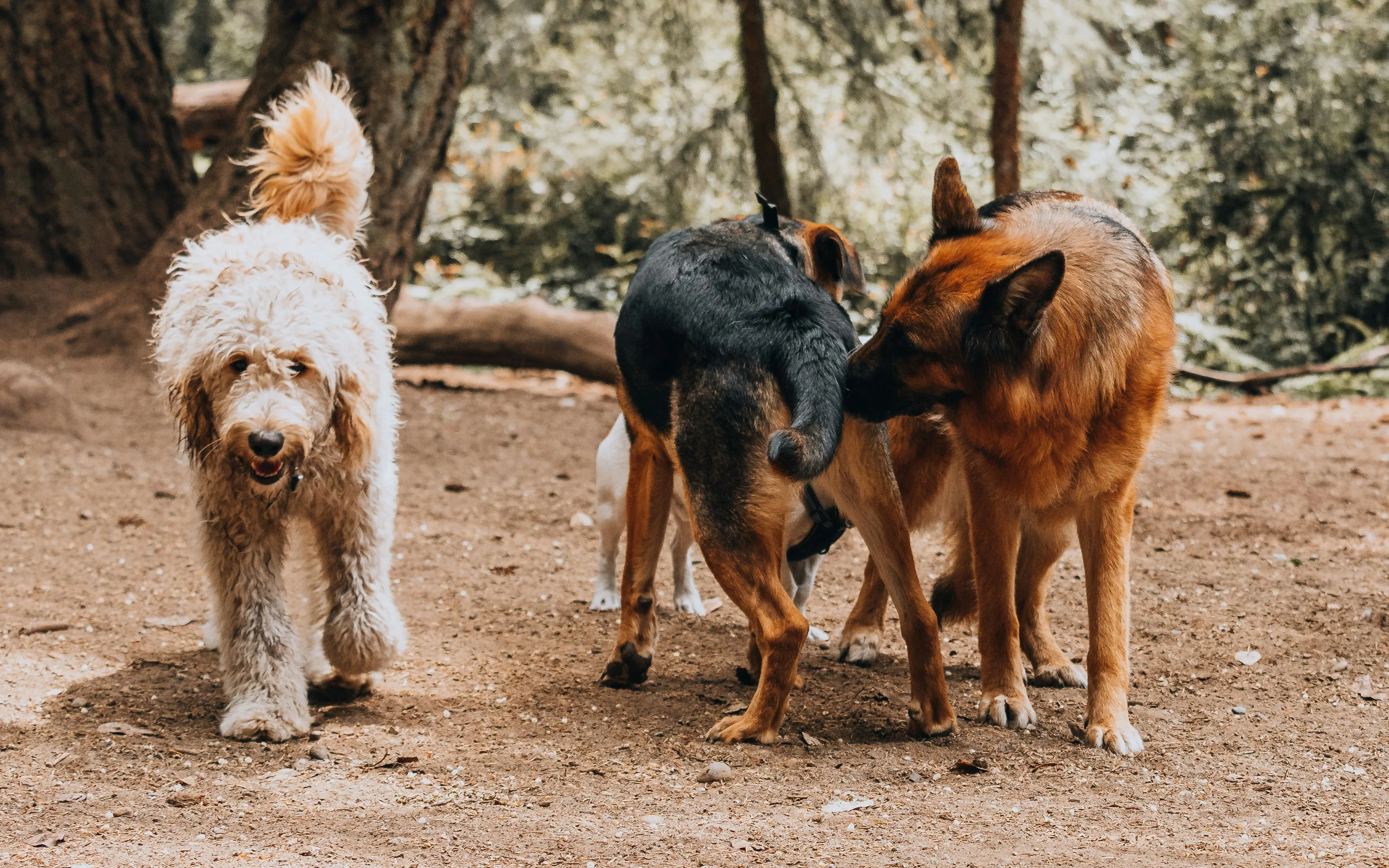 Three dogs sniff each other in the woods during a social walk