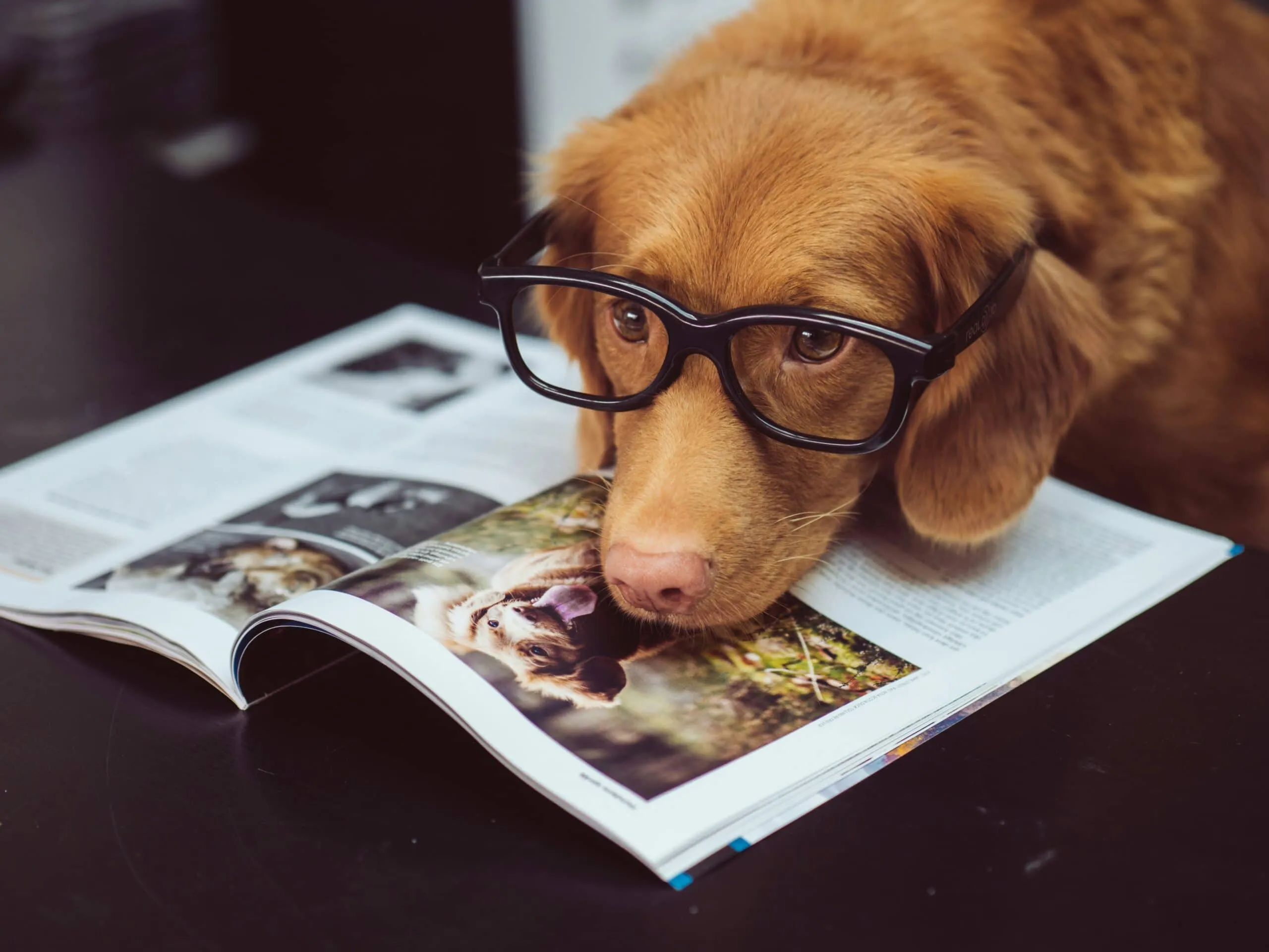 Dog looks up attentively