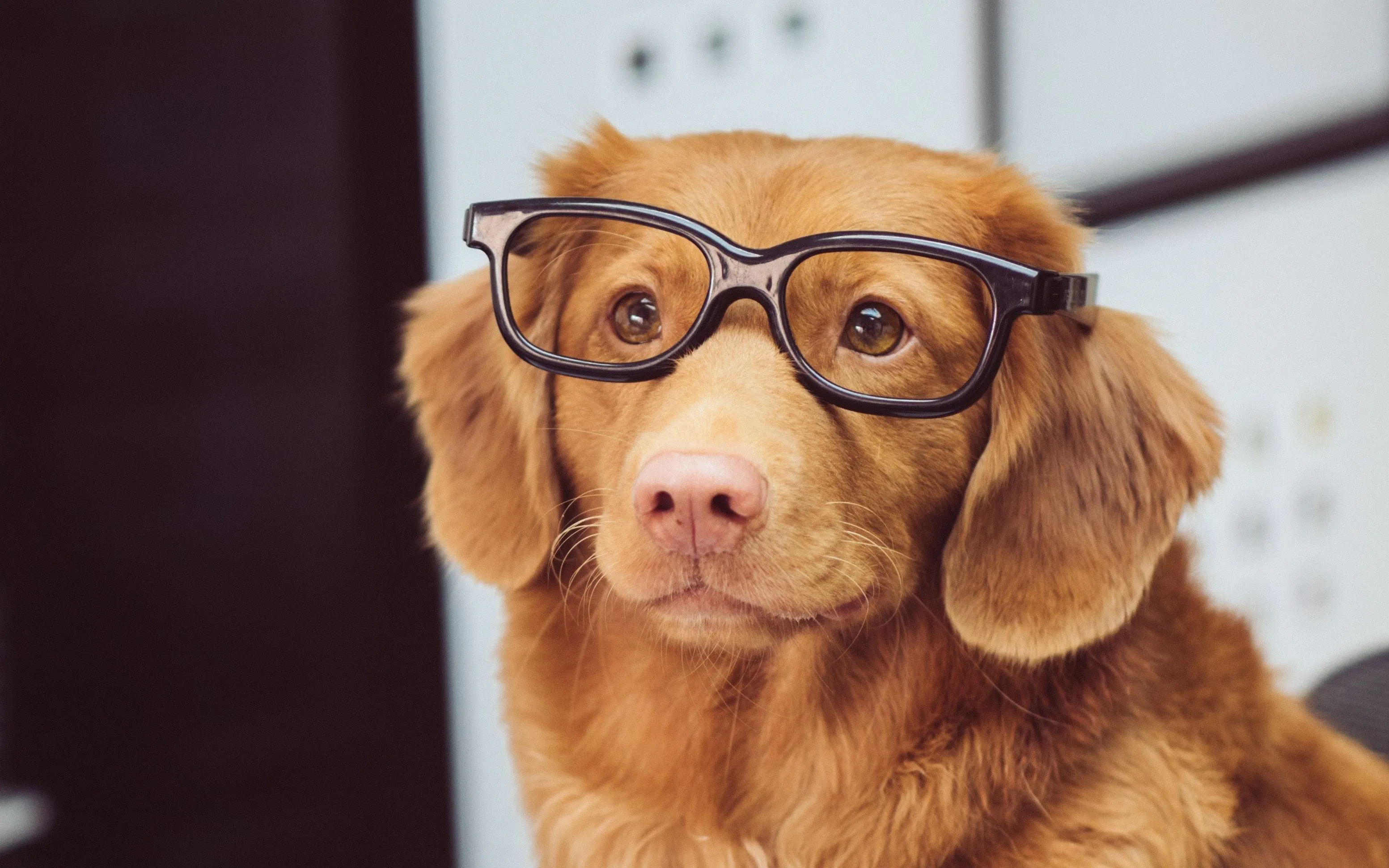 Dog wearing glasses sits in front of an open magazine