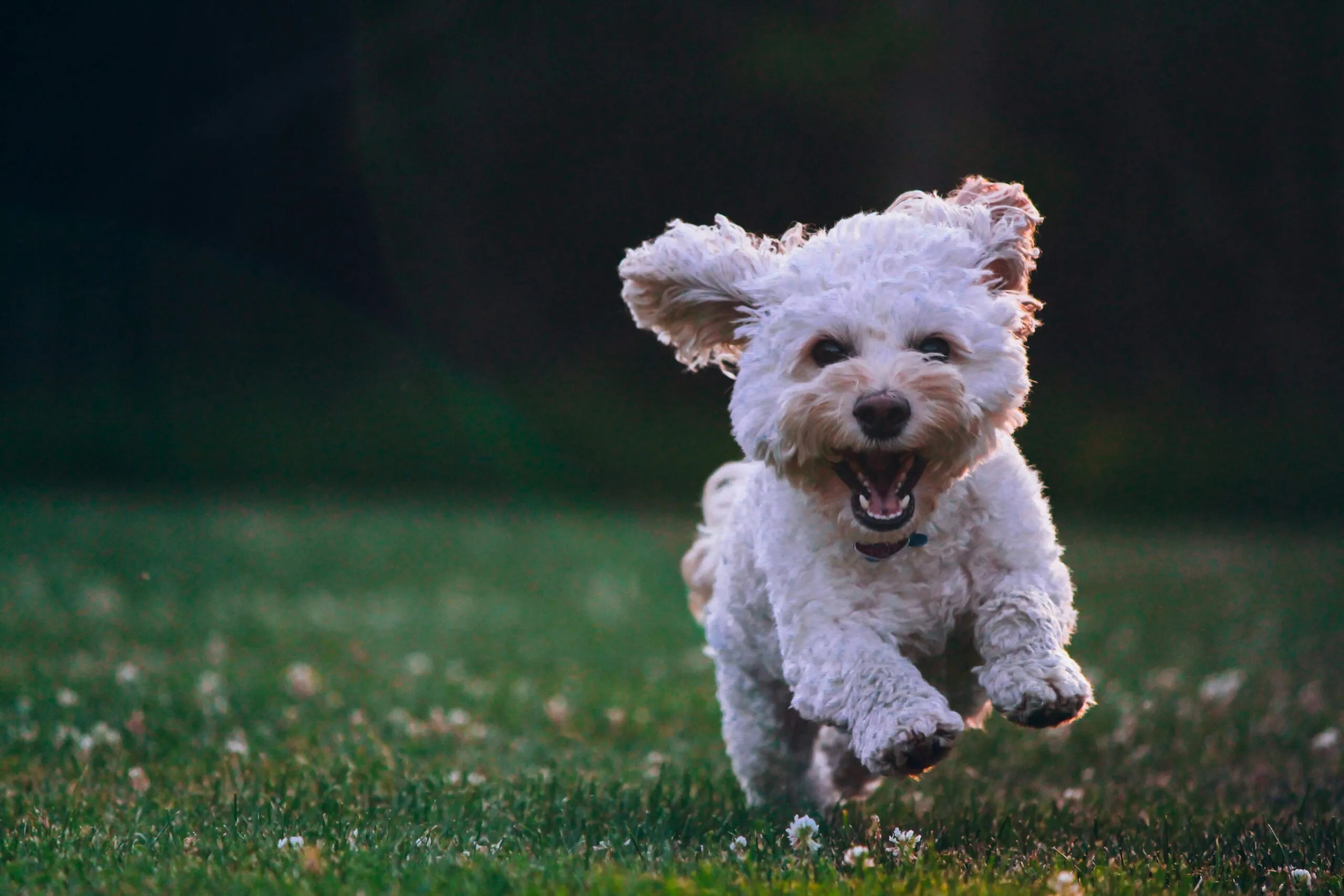 Dog runs happily across a meadow