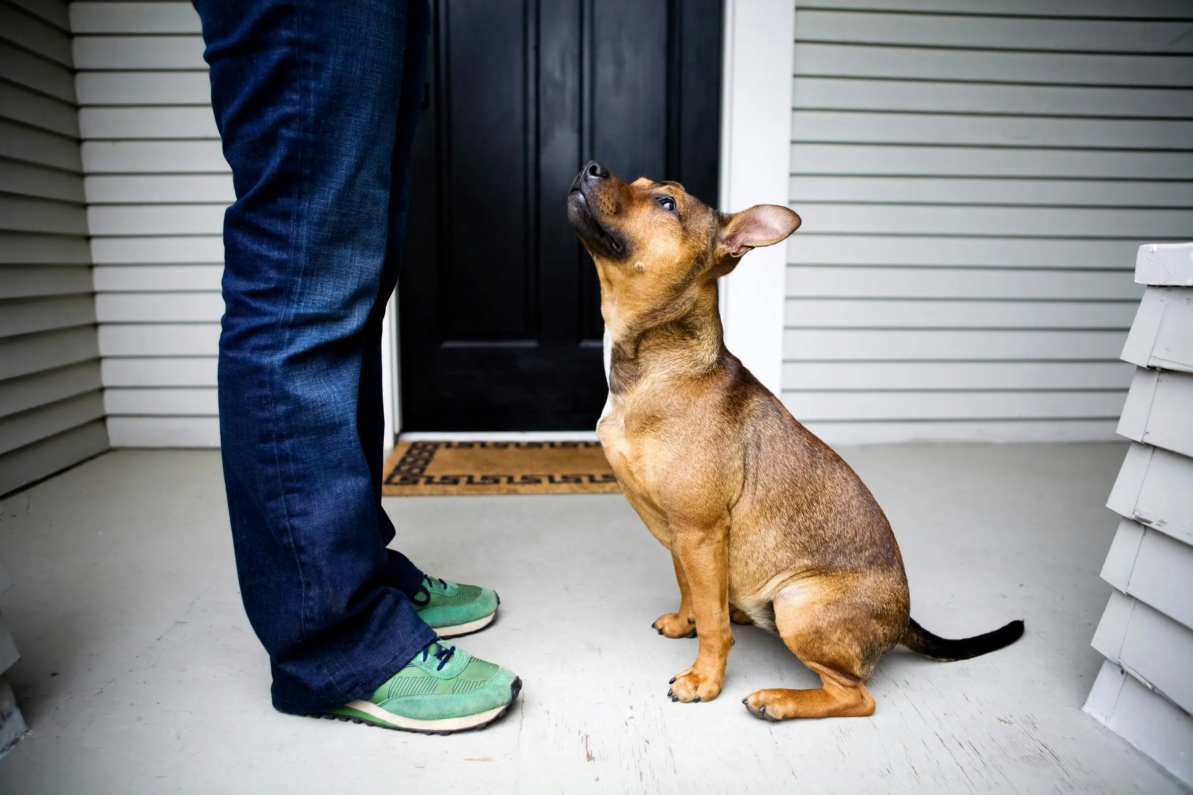 Dog looks up expectantly at its person by the front door