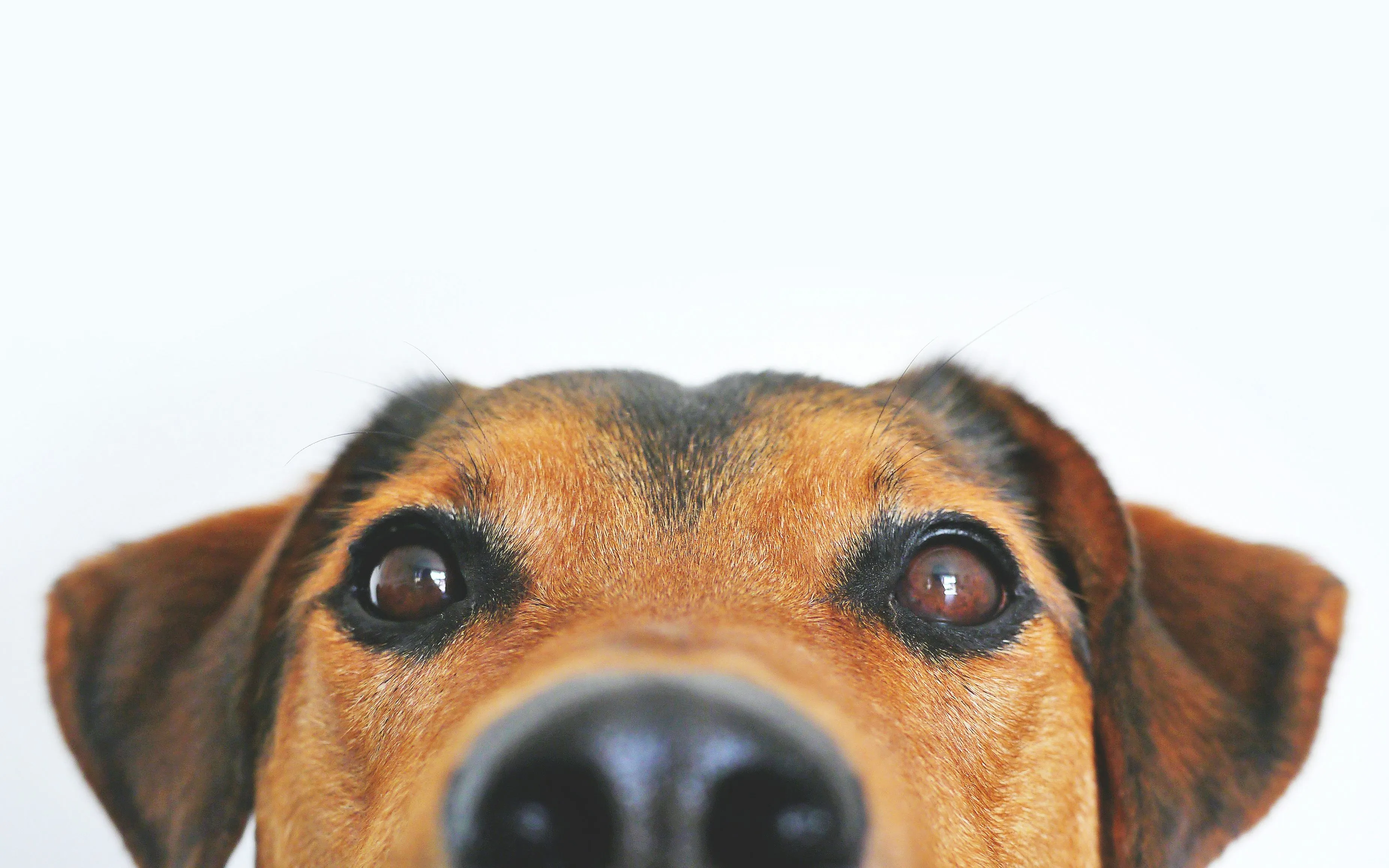 Close-up of a dog's face with the word "Hello."