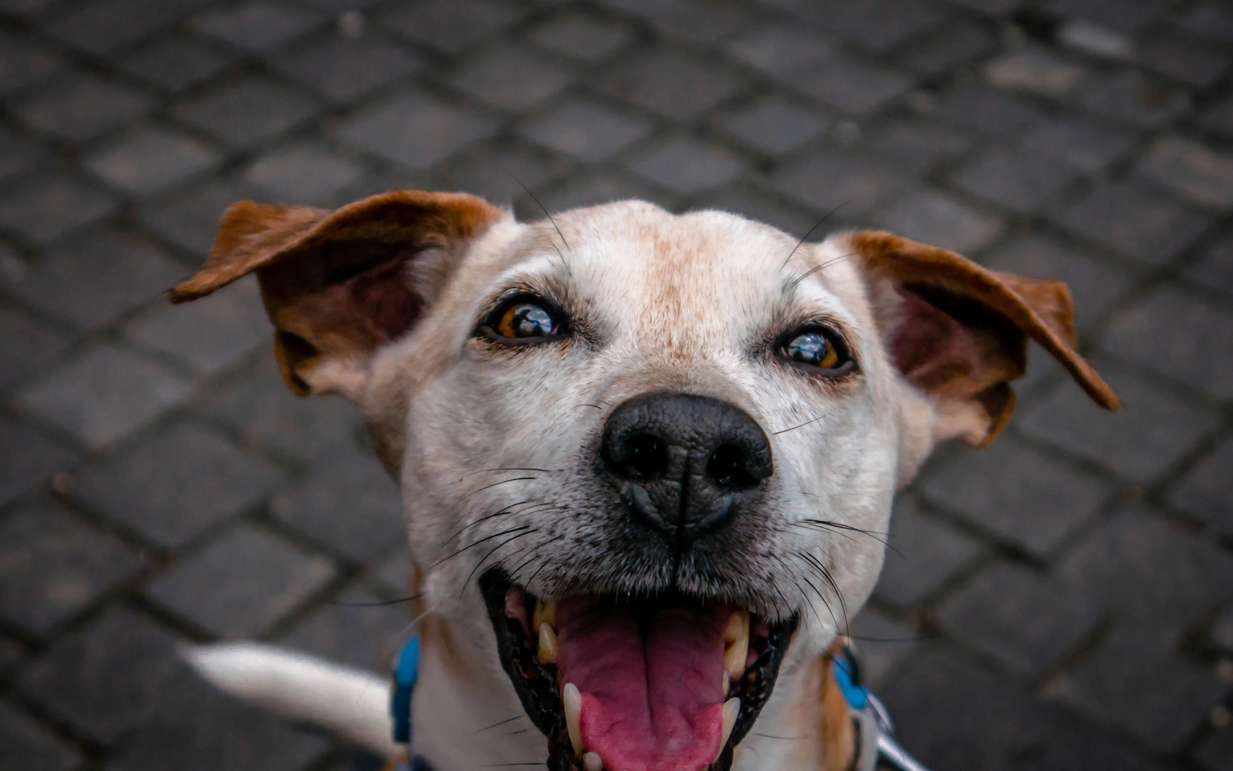 Happy dog with tongue out looks closely into the camera