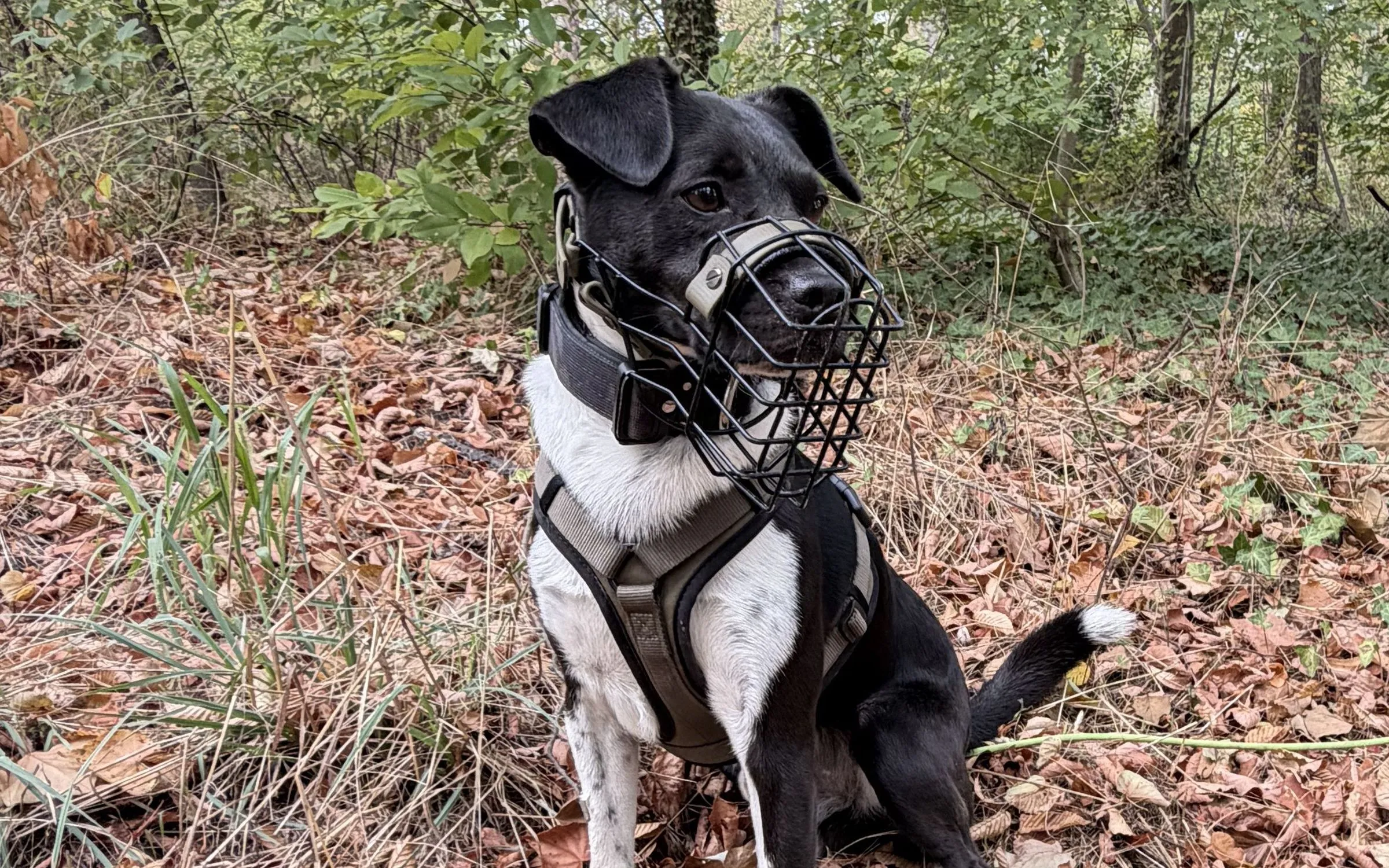 Hund mit Drahtmaulkorb und Geschirr schaut erwartungsvoll nach oben