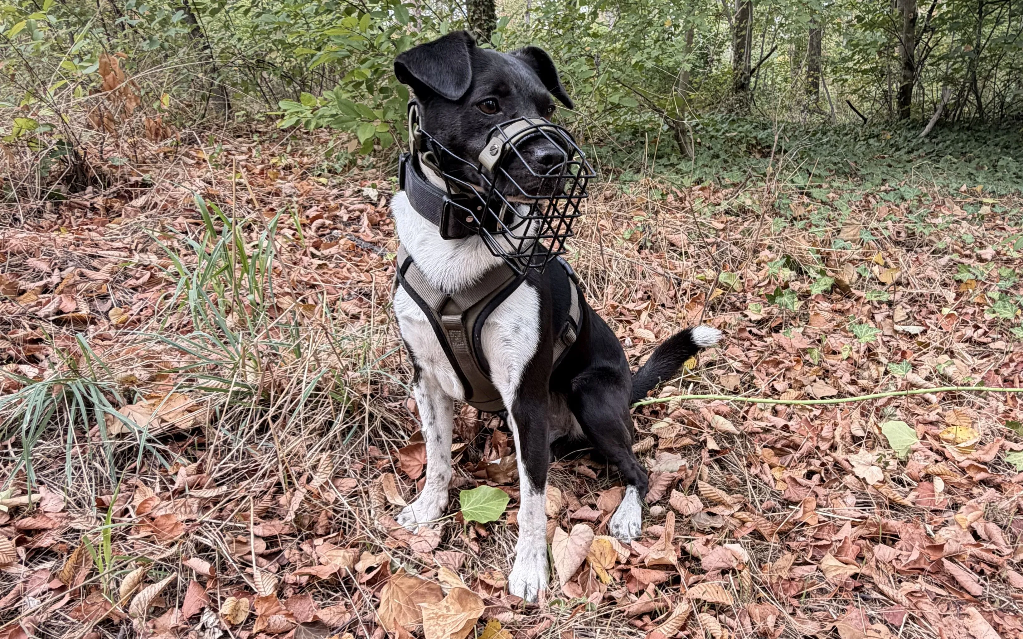 Dog with a wire muzzle and harness looks up expectantly