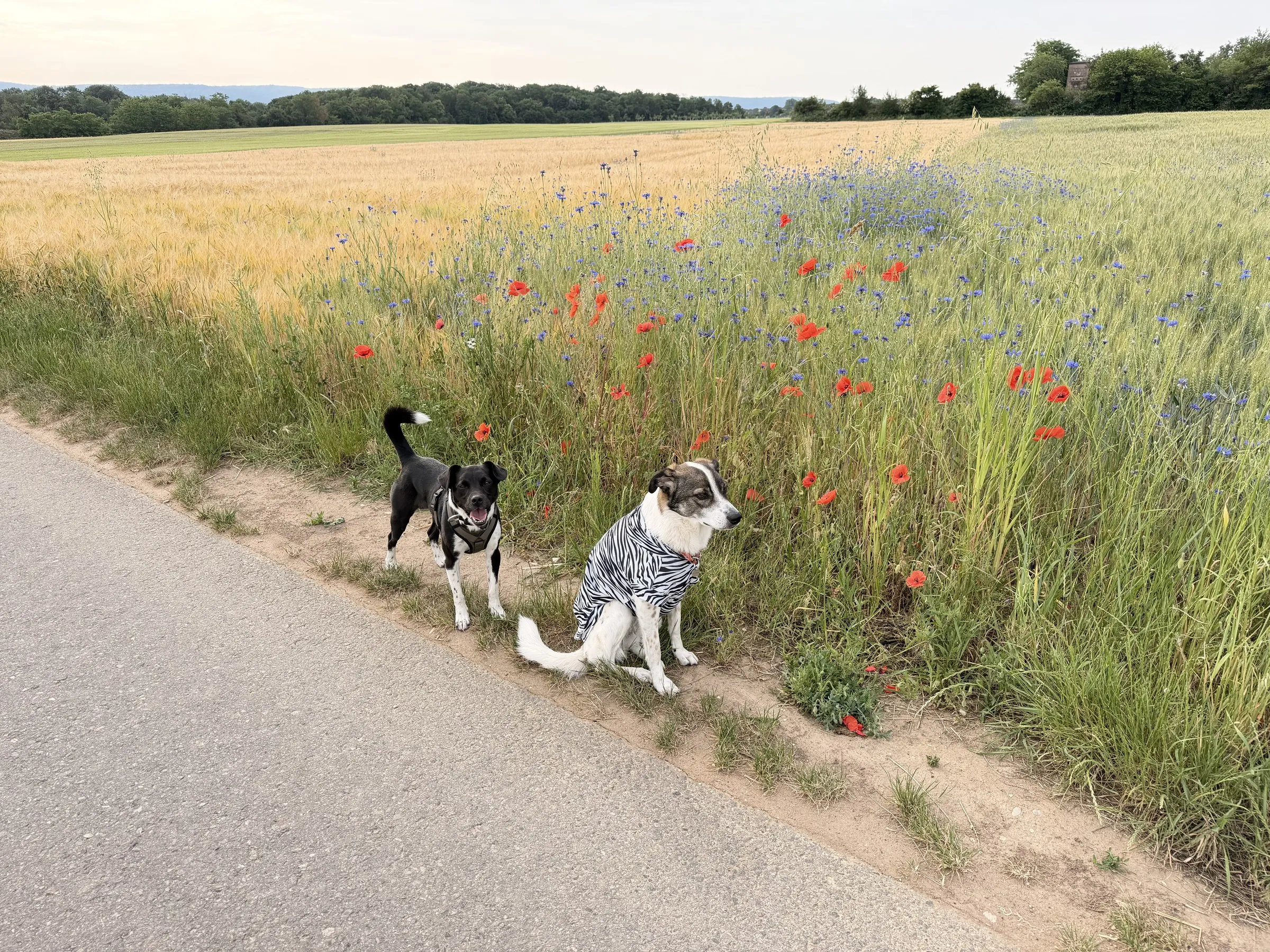 Suki and Nemo stand on a field path with poppies and cornflowers