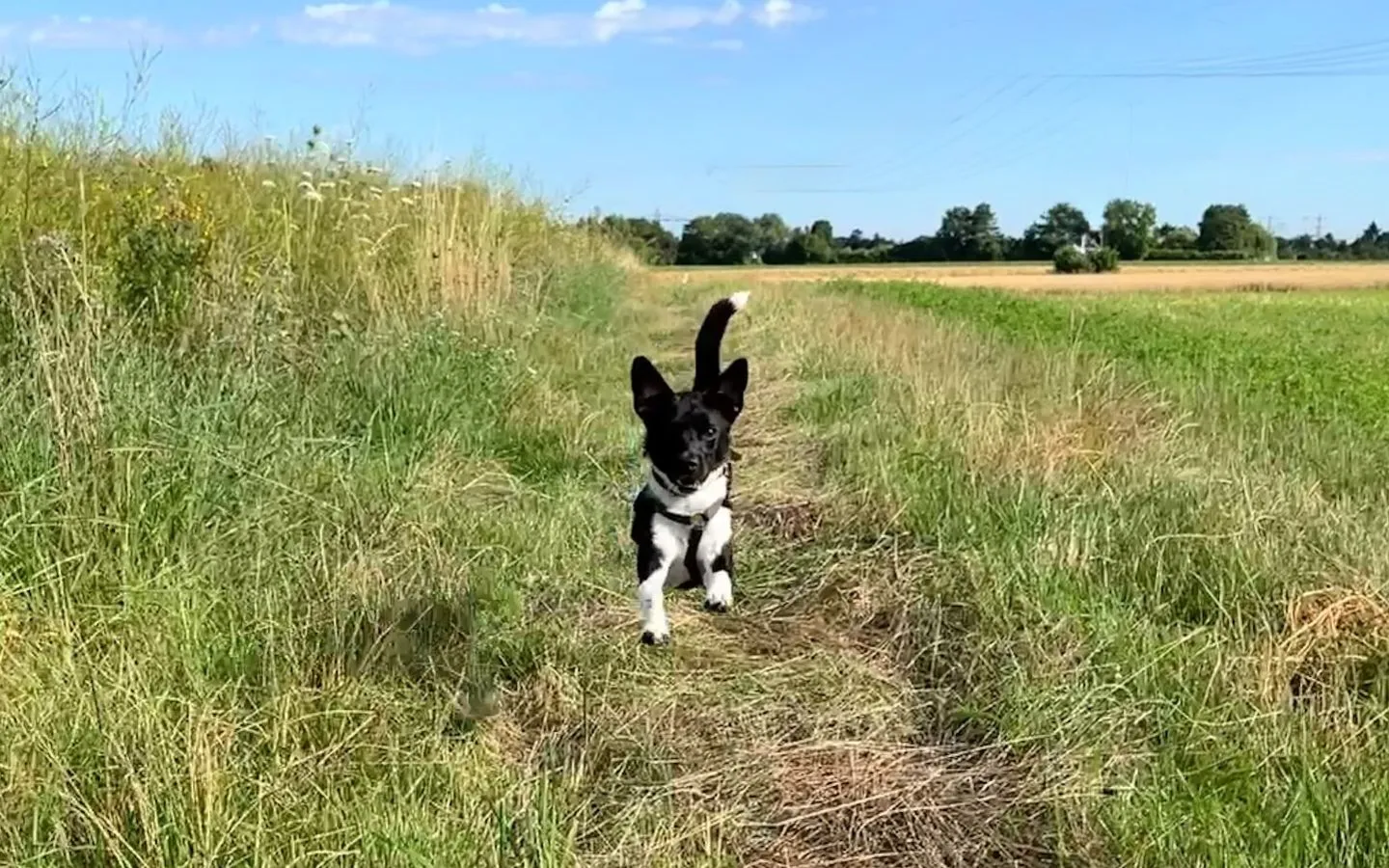 Hund rennt mit erhobener Rute auf einem Feldweg auf die Kamera zu