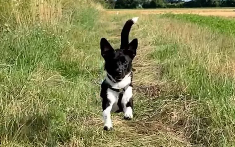 Dog runs towards the camera on a field path with tail raised