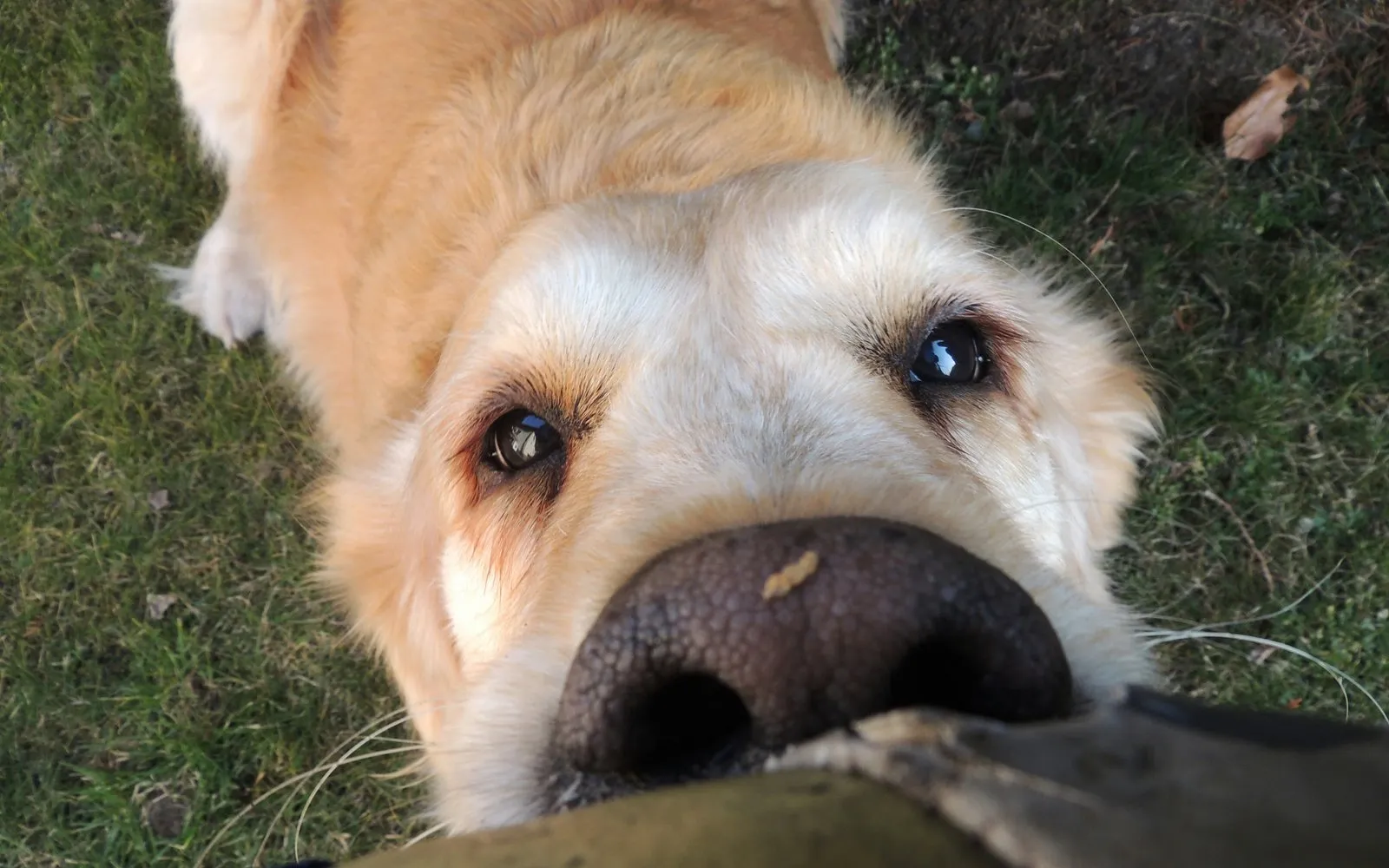 Golden retriever holds its nose close to the camera, looking upward