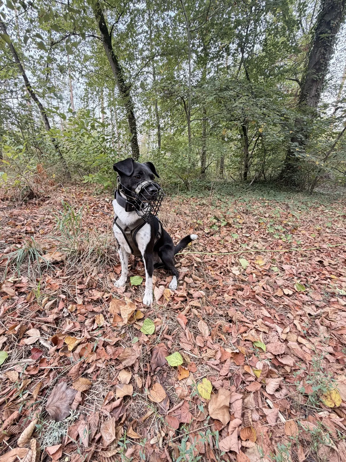 Nemo wearing a muzzle, sitting in an autumn forest