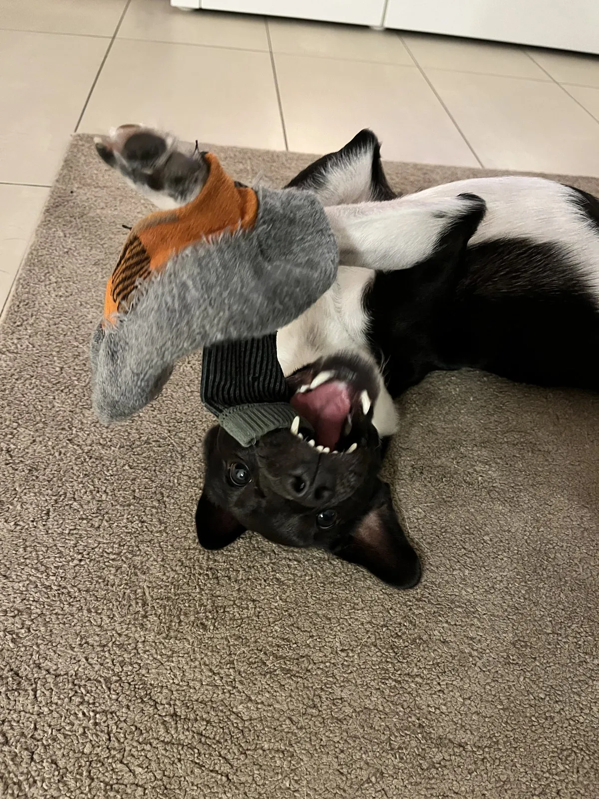 Nemo plays exuberantly with a toy