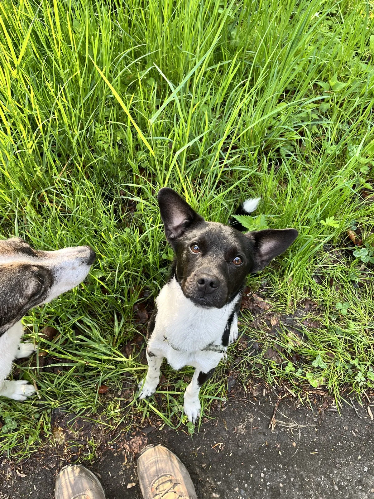 Nemo in the grass next to Suki