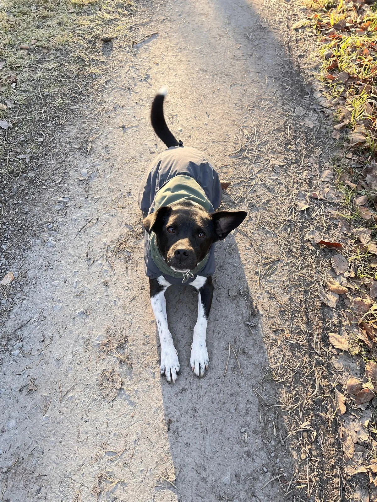 Nemo lies relaxed on a field path in the evening light