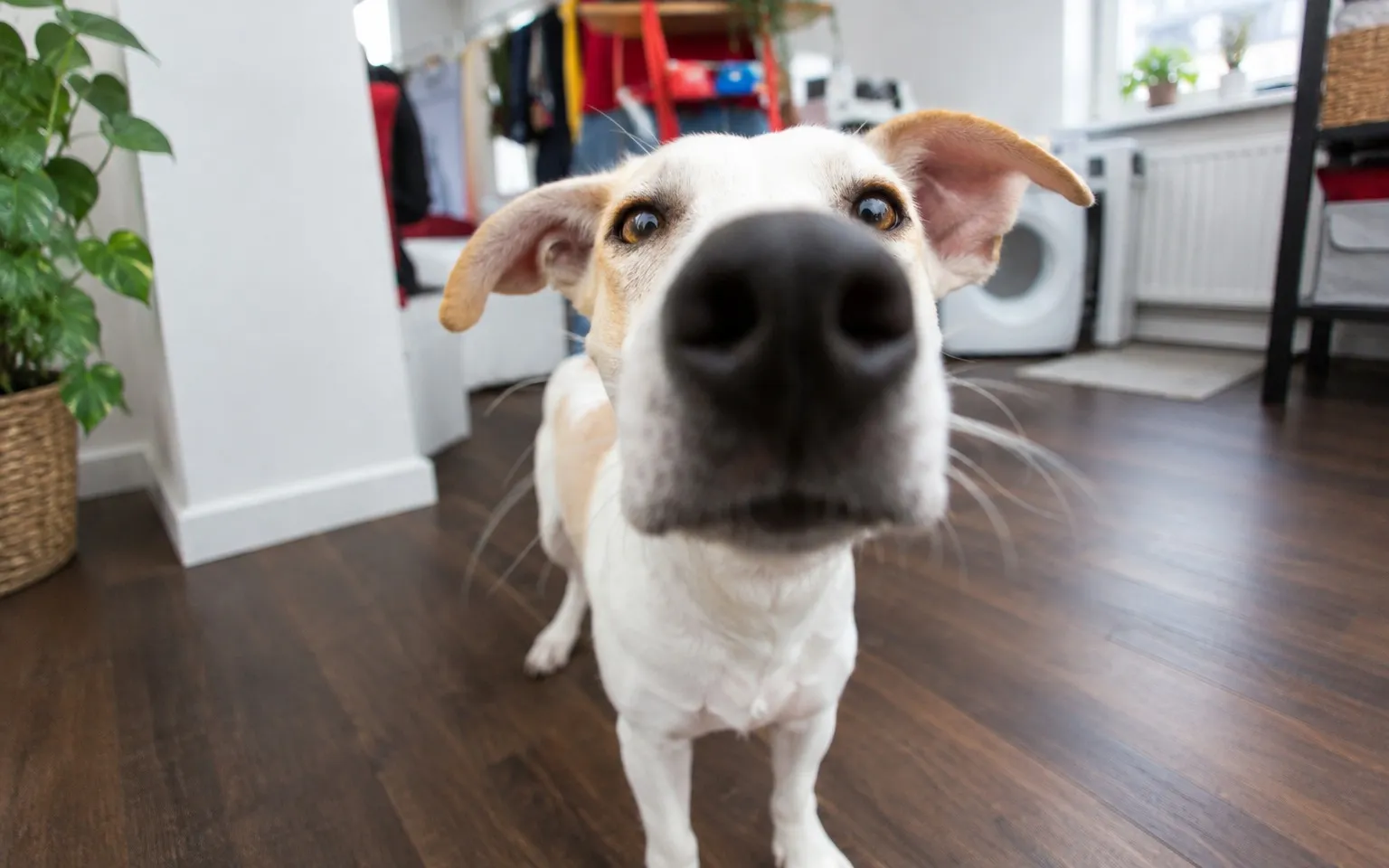 Dog curiously pokes its nose close to the camera