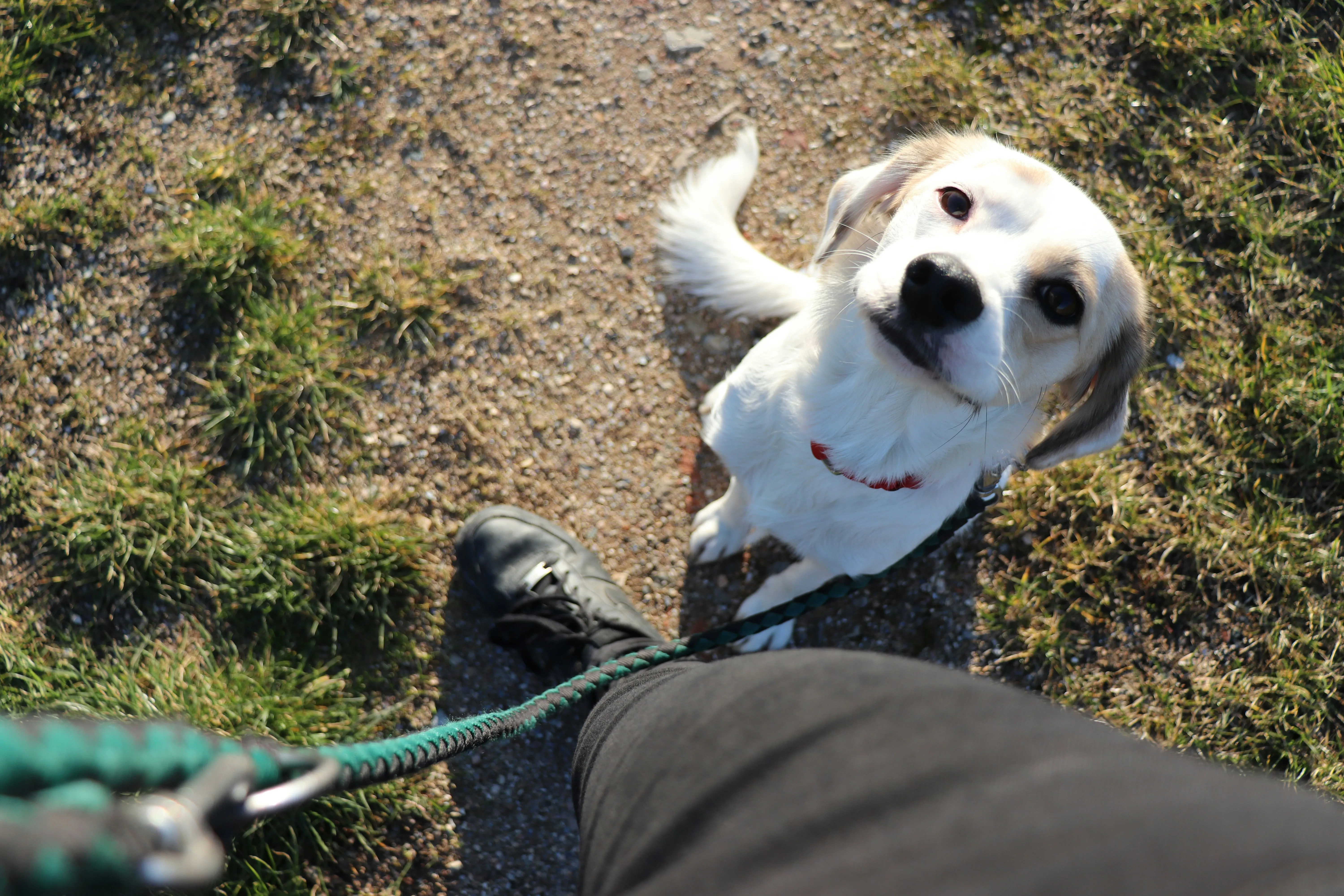 Dog sits on a leash looking up at its person