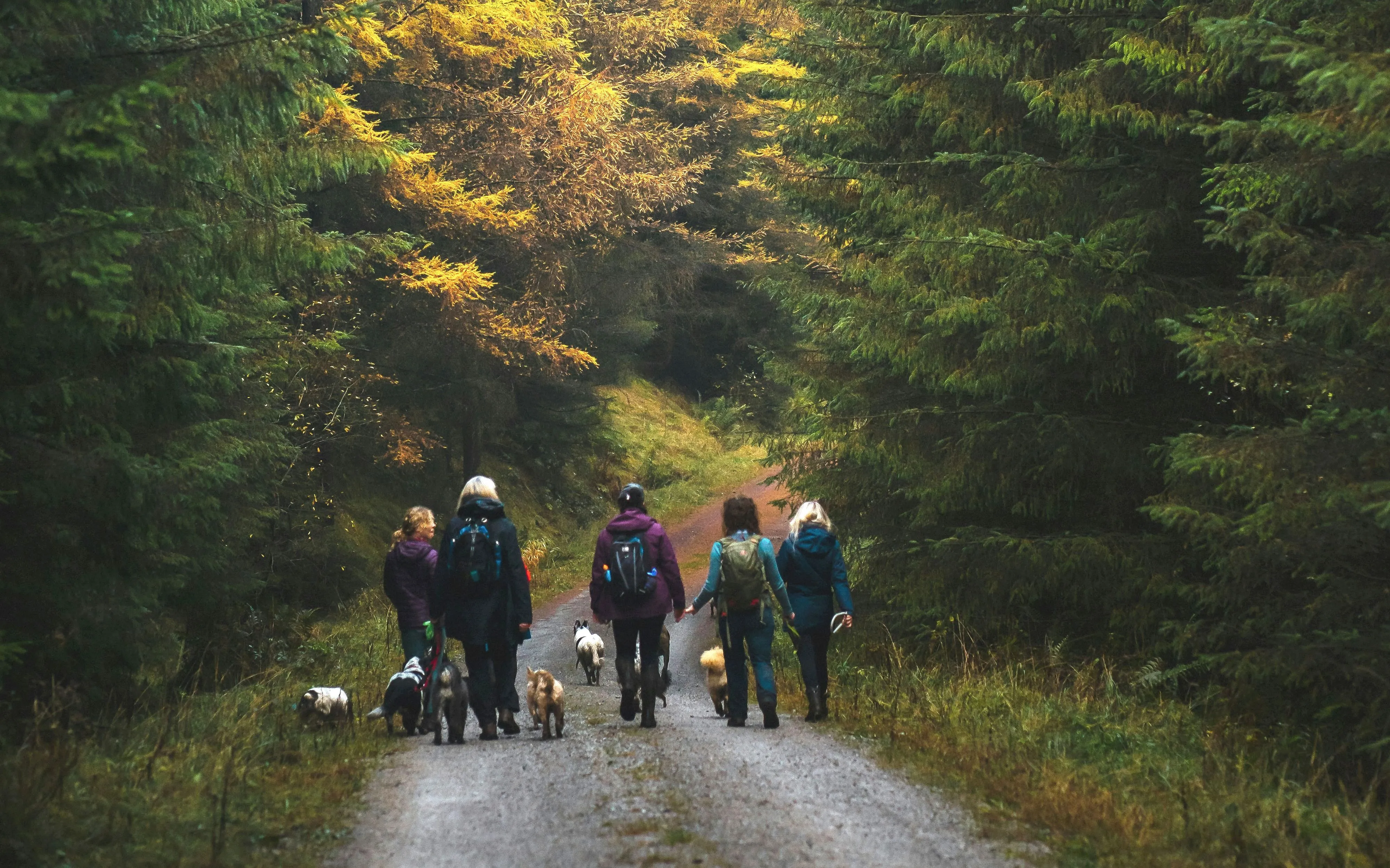A group with several dogs walks off-leash on a forest path in autumn