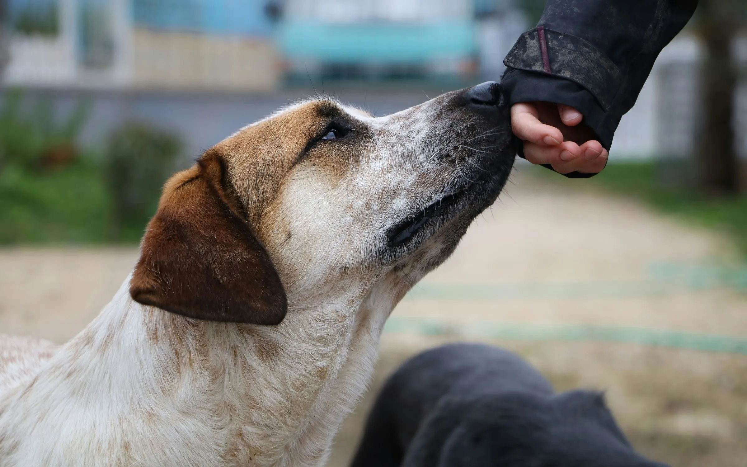 Hund schnuppert vertrauensvoll an einer ausgestreckten Hand