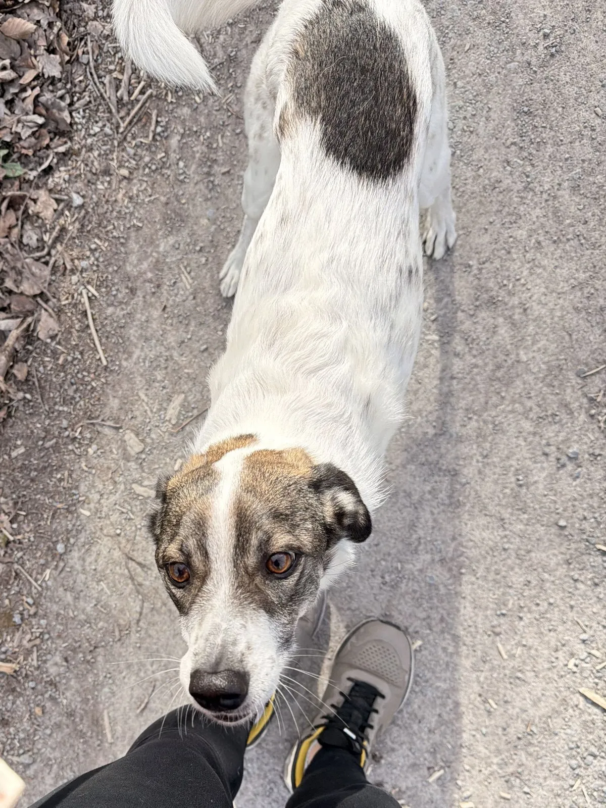 Suki seen from above on a forest path