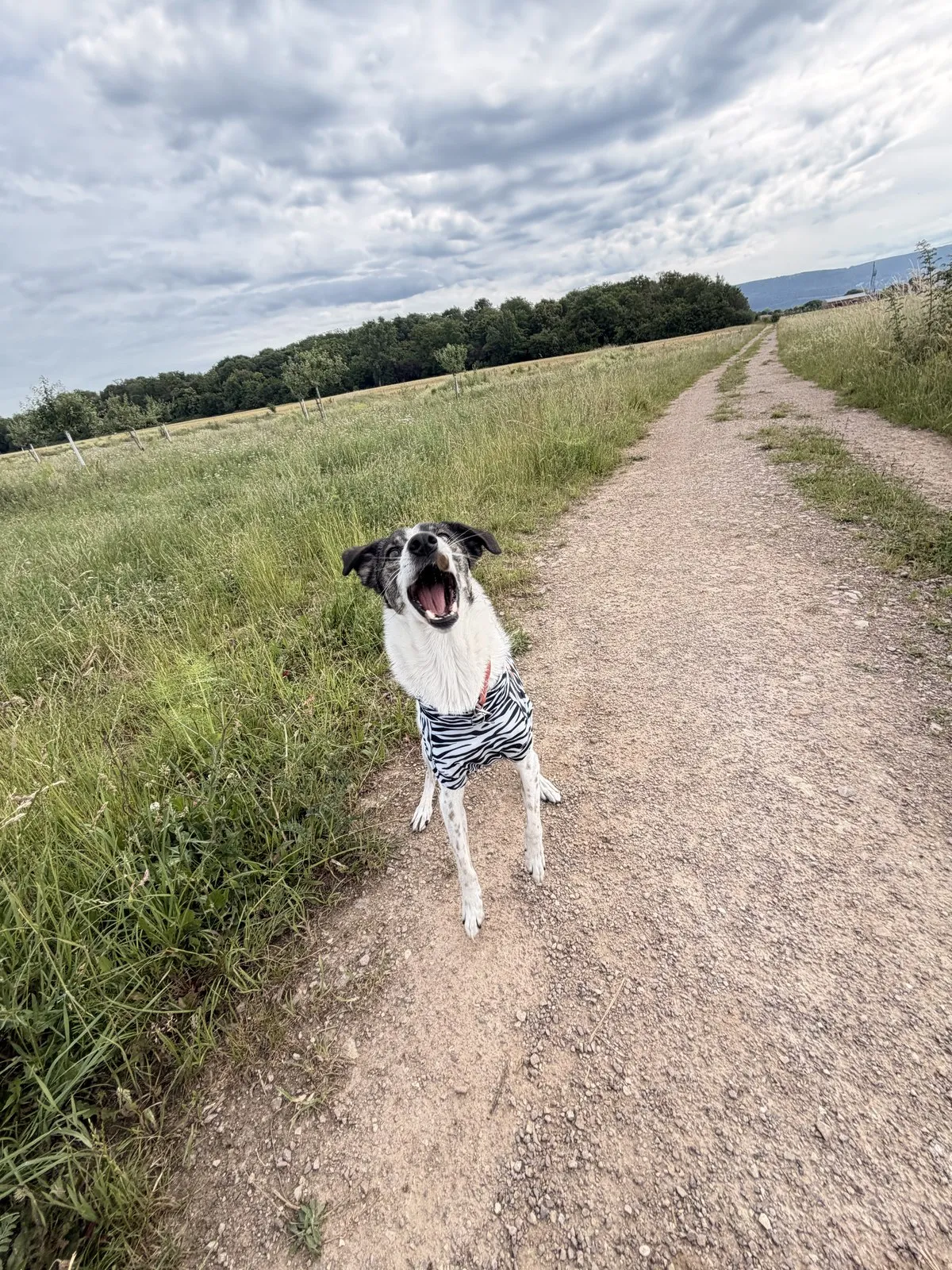 Suki wearing a zebra-print coat on a paved path