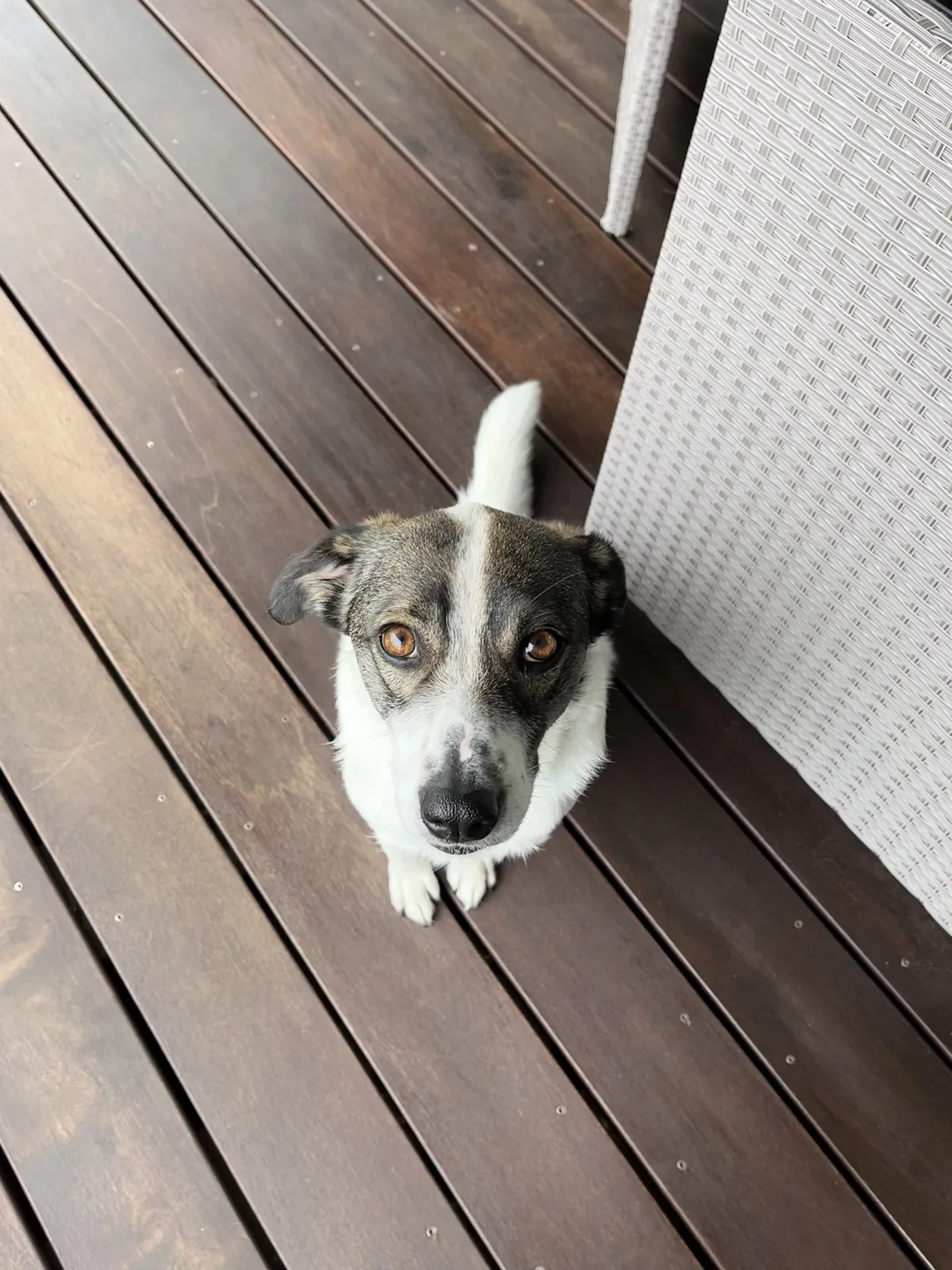 Suki sits attentively on a wooden deck
